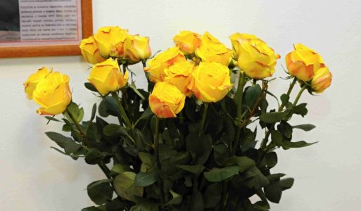 V. ročník Ilijsky ples